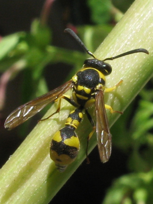 Ancistrocerus sp. ? No. Eumenes sp.